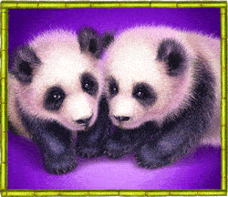 panda_little_panda