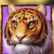 wild-cats_animation_tiger